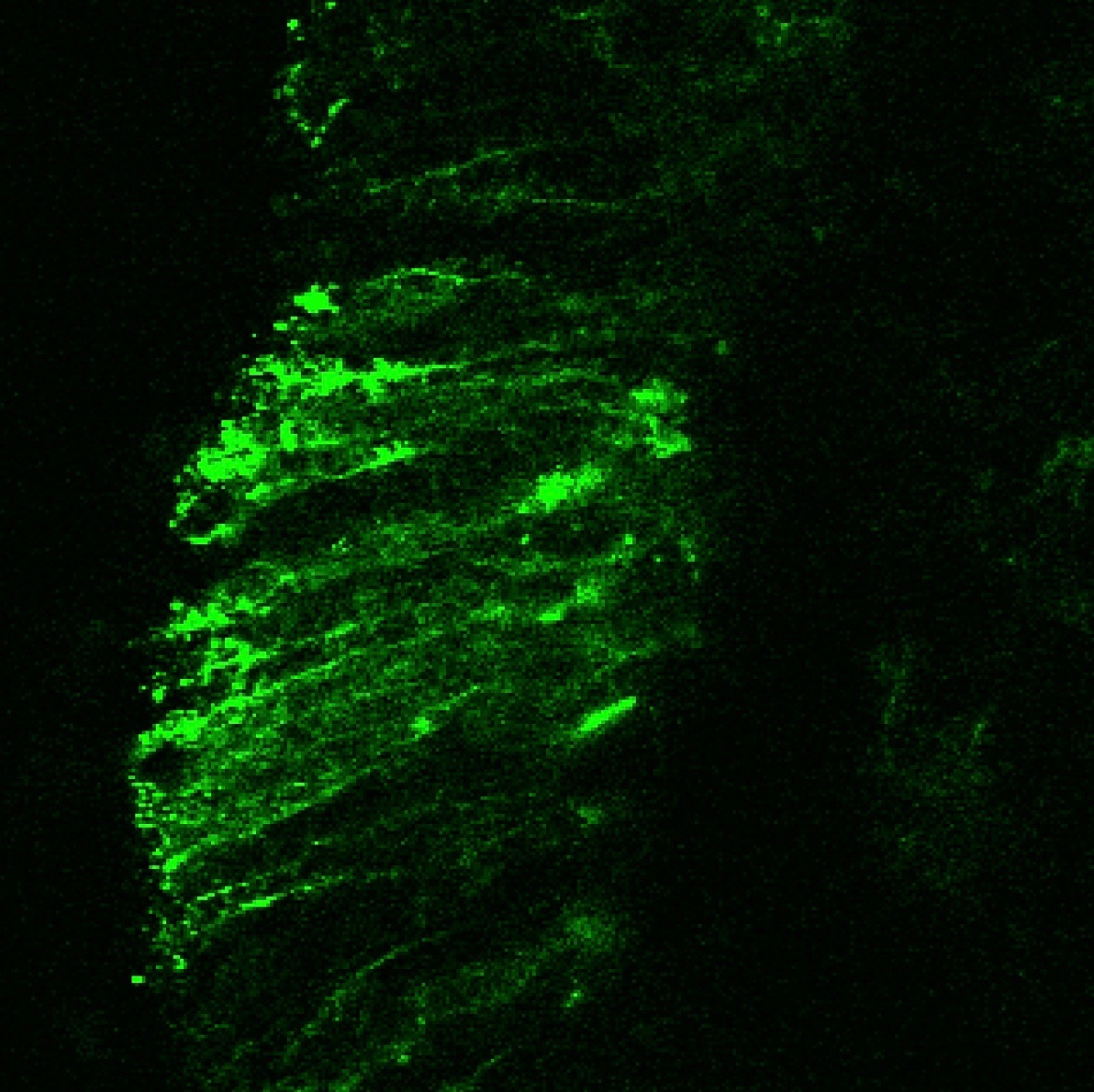 Gcamp6f Addgene